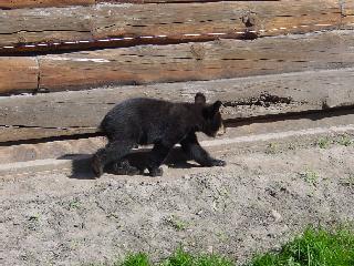 baby brown bear cub