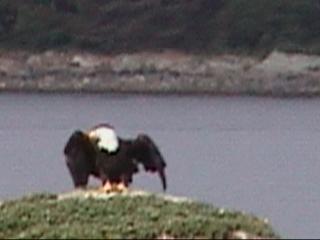 Bald eagle