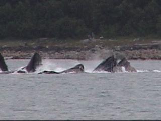 Whales, bubble feeding