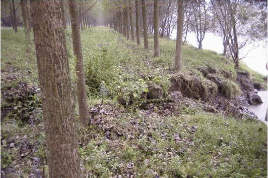 The offset stream bank of the Sakarya River. The tree lines record an offset of 3.3m.