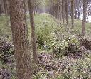 displaced row of trees